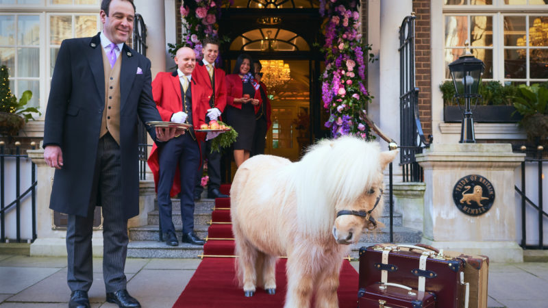 Insolite : un shetland invité dans un hôtel de luxe londonien