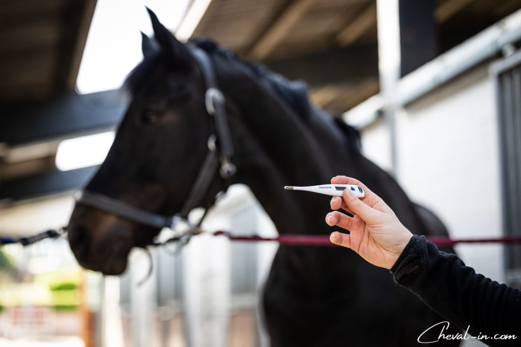 Comment prendre la température de son cheval ? Chevalin