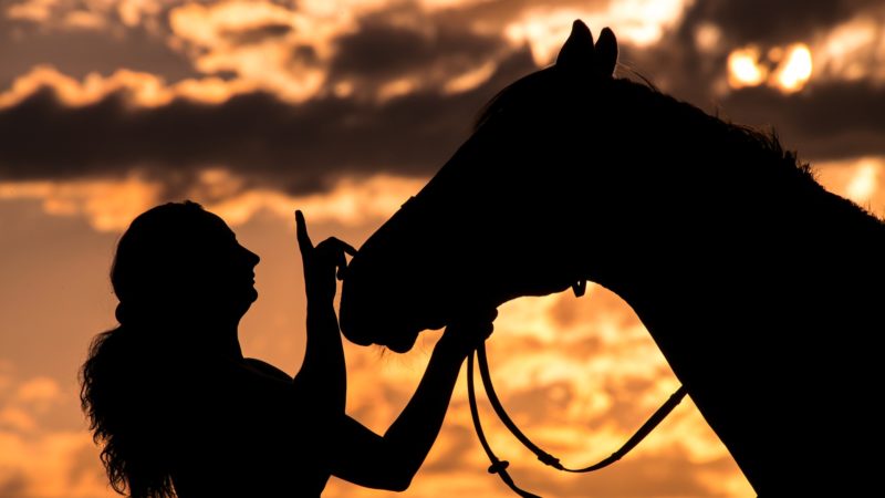 Parler aux chevaux comme aux enfants serait bénéfique