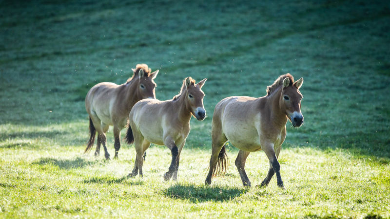 Tchernobyl, un havre inédit pour les chevaux Przewalski