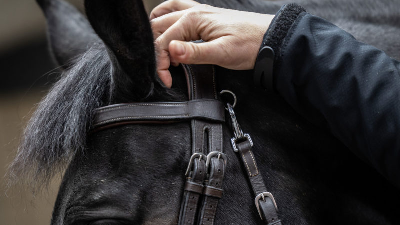 Votre bridon est-il adapté à votre cheval ?
