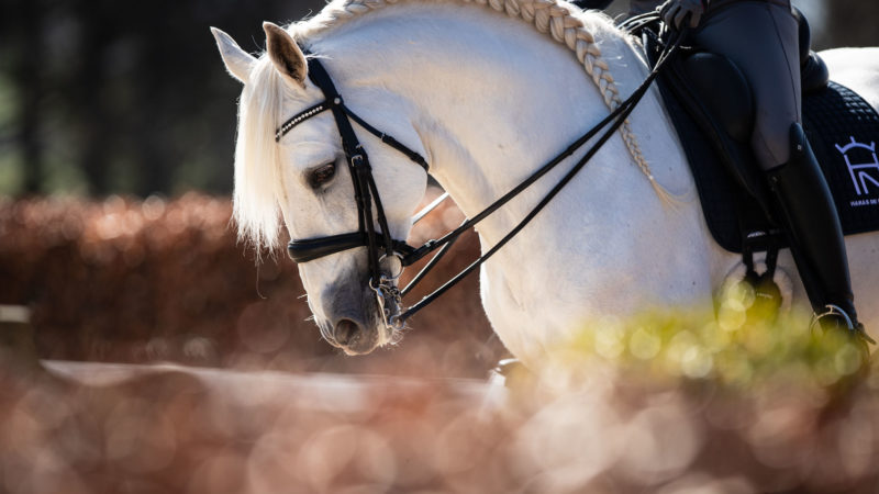 Haras de Niaster : le Pure Race Espagnole dans toute sa splendeur