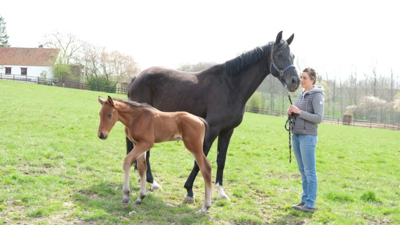 Une sage-femme au service des chevaux