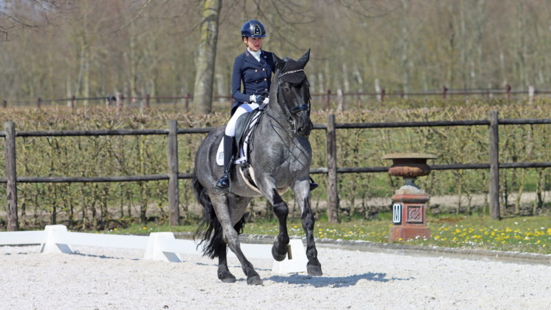 Carletto, un étonnant cheval de Grand Prix