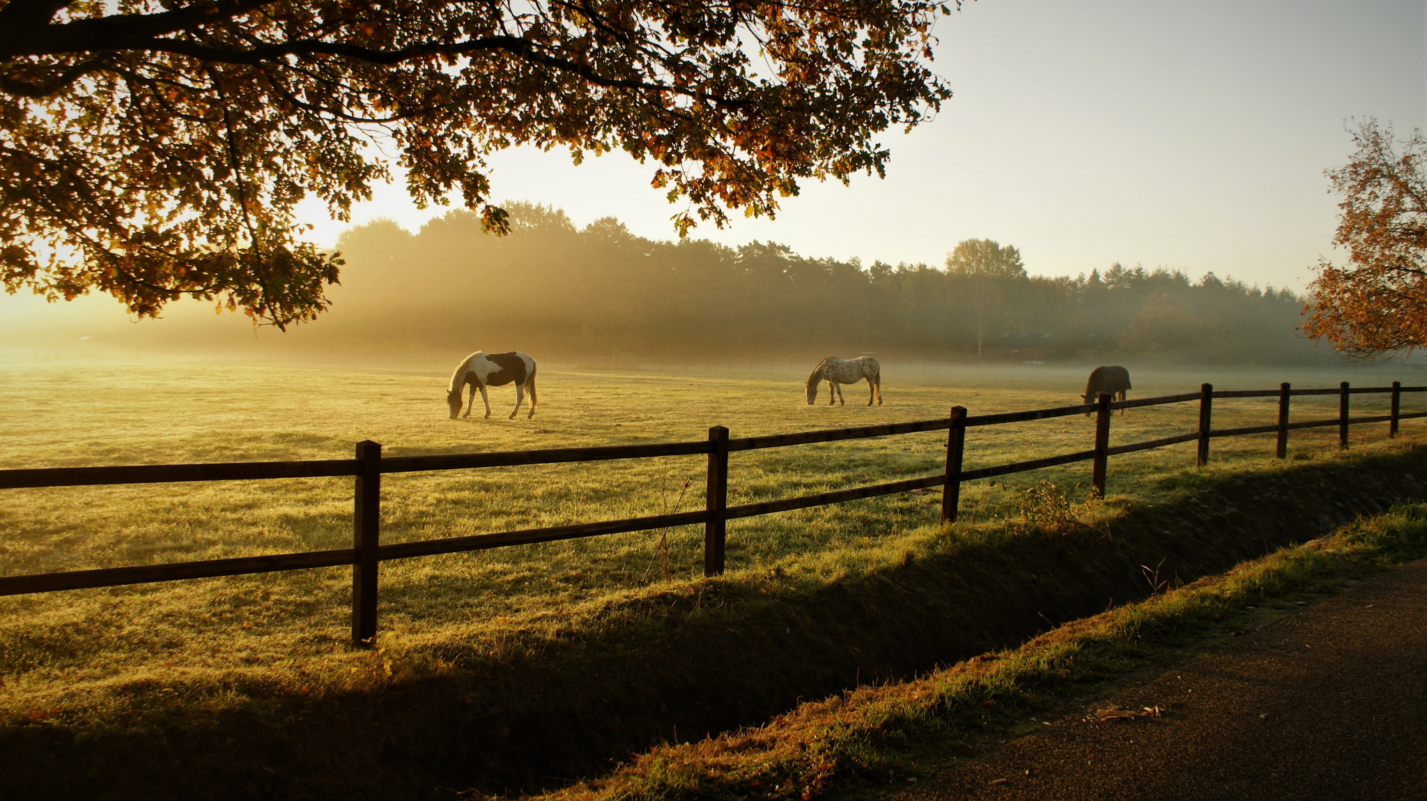 économies cheval