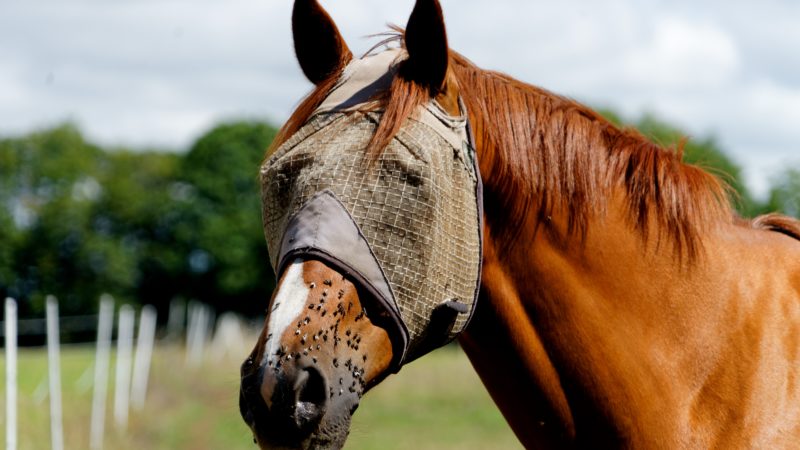 Insectes : les incontournables pour apporter du confort à votre cheval