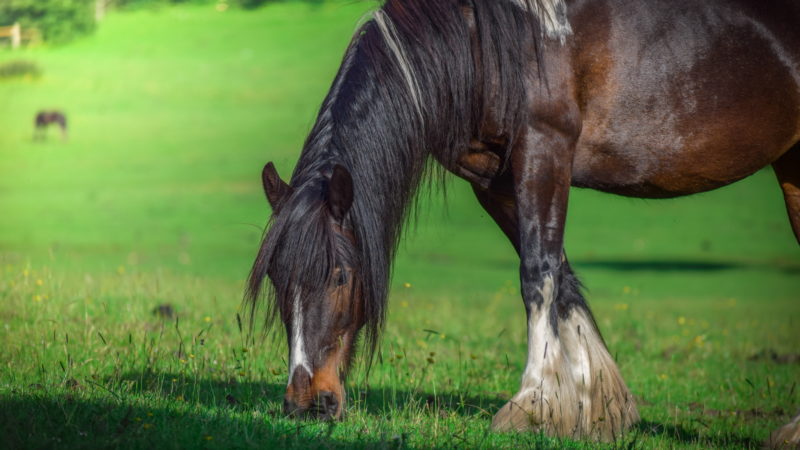 Quels minéraux et équilibreurs de rations pour votre cheval ?