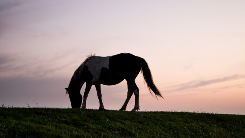 Protéger son cheval de la chaleur et des insectes