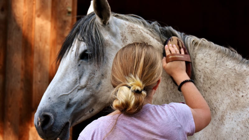 Pansage : en faire un moment de bien-être pour le cheval