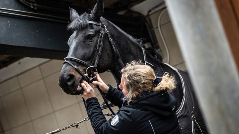 Une formation en bridle et bit fitting voit le jour en France