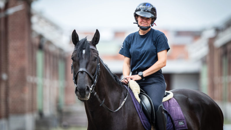 Portrait : Ciprus, jeune cheval de police