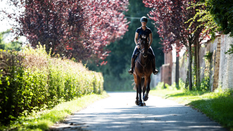 Comment améliorer la condition physique de son cheval ?