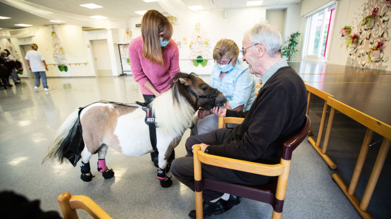 Equi’Lien : quand l’hippothérapie s’invite en maison de repos