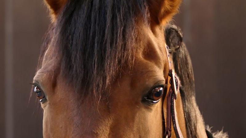 ChevalMania.tv, une nouvelle chaine pour les passionnés de chevaux