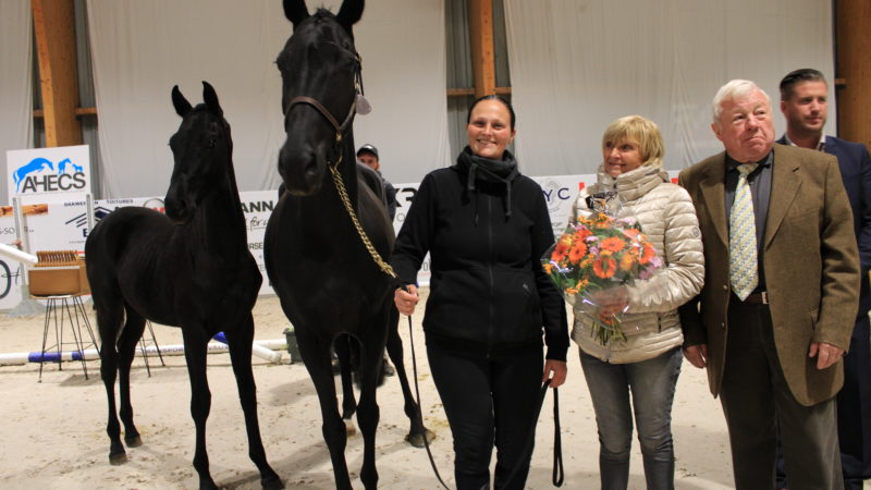 Les chevaux SBS en vedette au Grand concours d’élevage de l’Ahecs