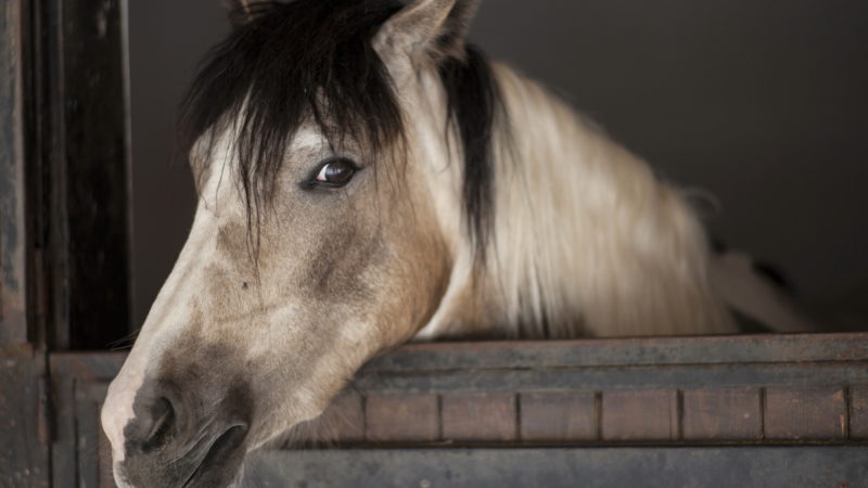 Un guide pour déceler l’inconfort chez le cheval