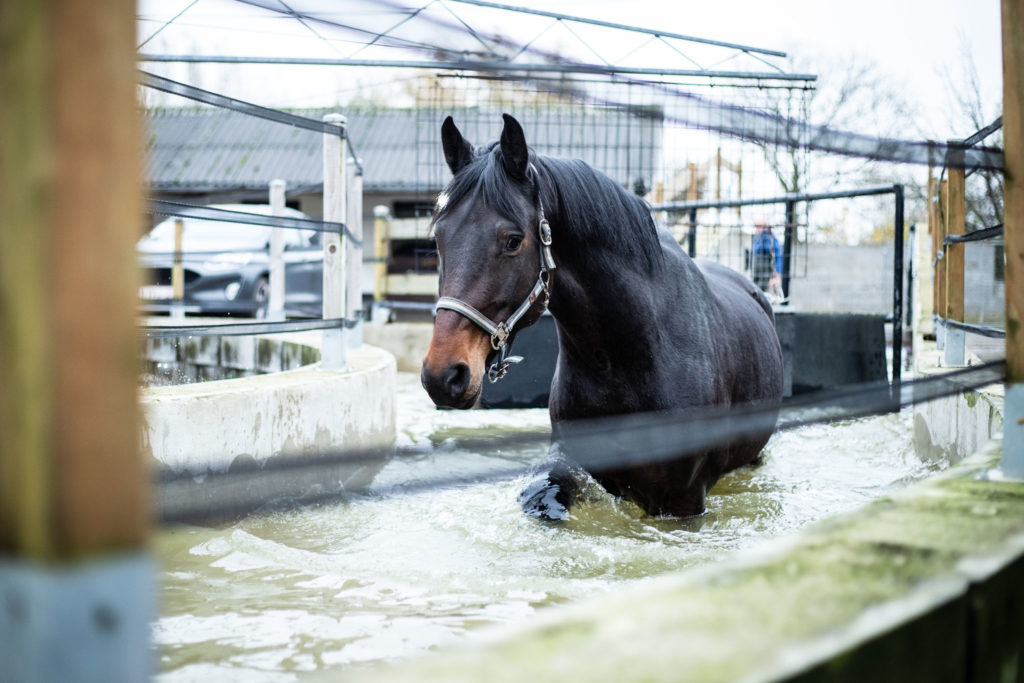 D couverte les bienfaits du marcheur aquatique Cheval in