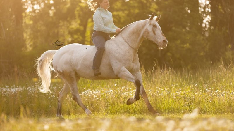 L’émouvante histoire de Morgan et Endo, cheval aveugle