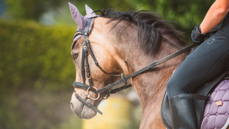 Horse Dressing, une solution astucieuse pour louer du matériel équestre