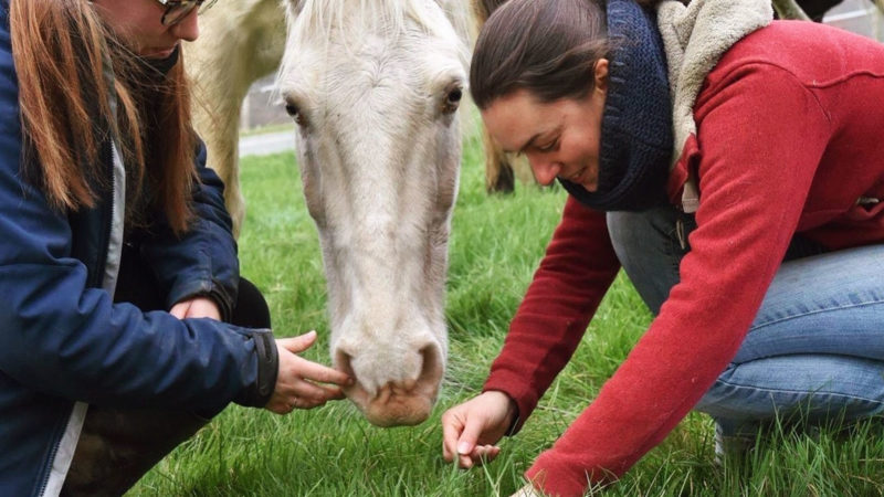 Angélique Descarpentry : améliorer le bien-être des chevaux grâce à la nutrition