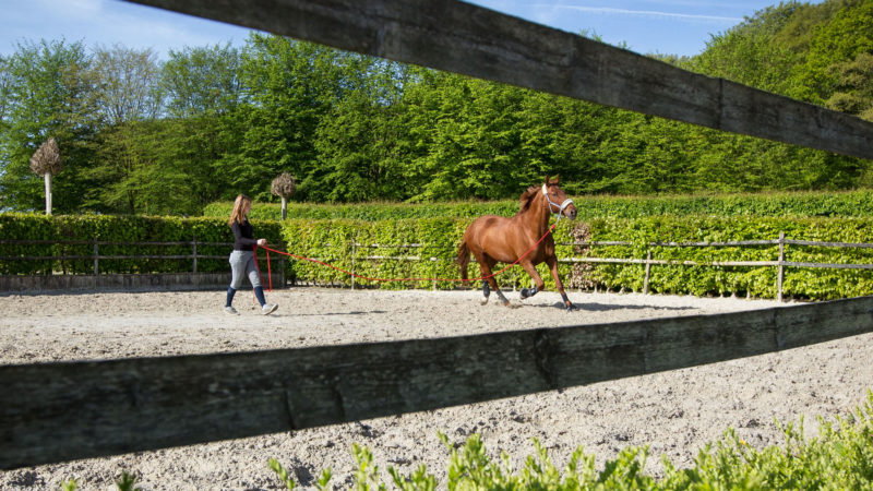 Travail en cercle: quel impact sur les membres du cheval ?