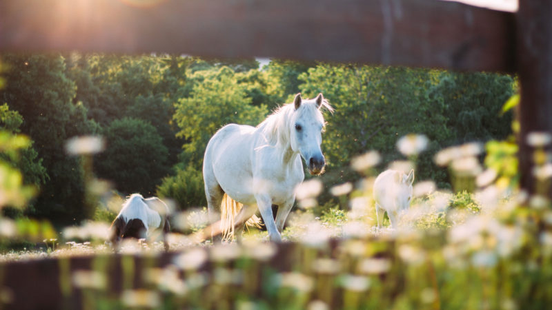 La haie fourragère, un atout pour le cheval et la biodiversité