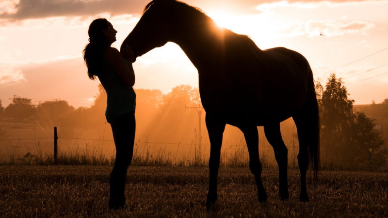 Faire connaissance avec un nouveau cheval : les astuces de trois professionnels