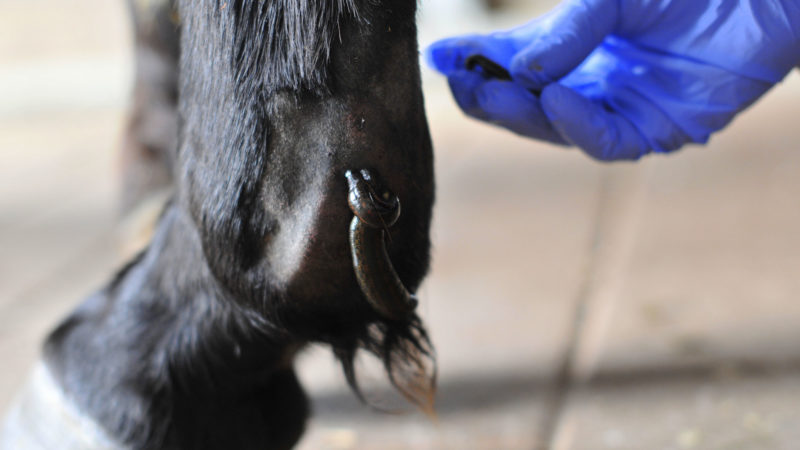 Hirudothérapie : des sangsues pour soigner les chevaux