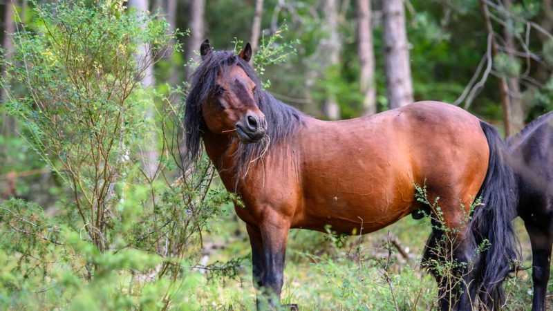 Des chevaux de Skyros élevés et valorisés en France pour préserver la race