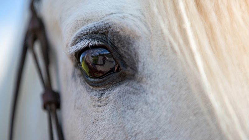Nouveauté : une application pour évaluer le bien-être des chevaux