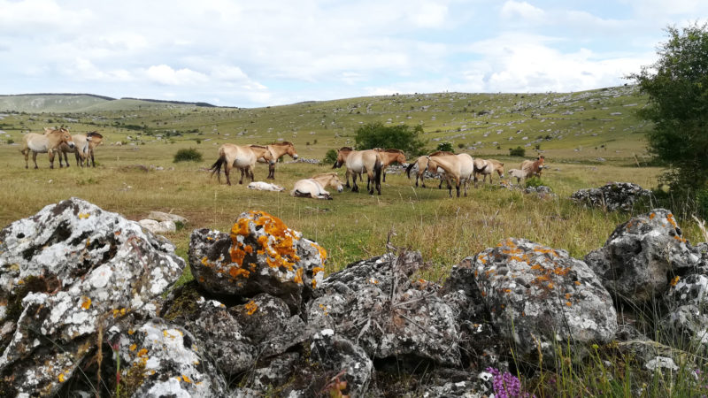 Association Takh : préserver et valoriser le patrimoine du Przewalski