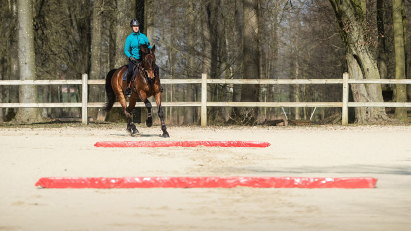 Exercices : varier le galop sur des barres au sol