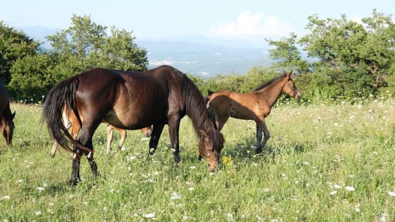 Le Cheval du Vercors de Barraquand, race d’avenir