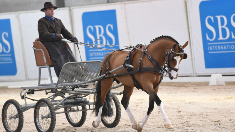 Le SBS approuve 33 étalons… dont un poney d’attelage !