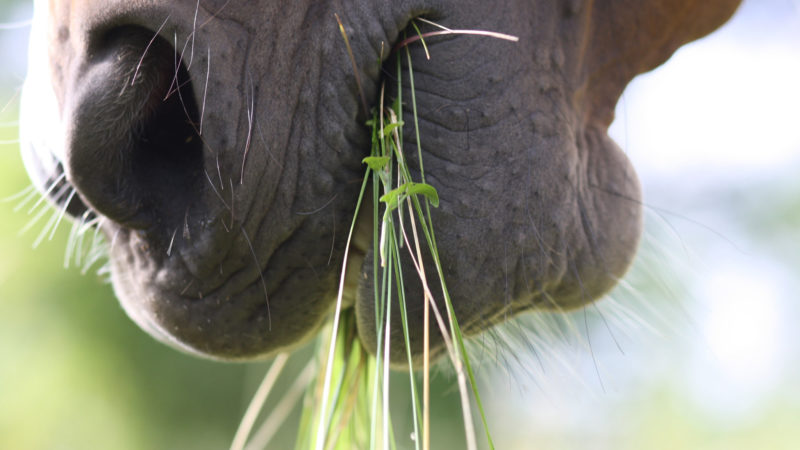 Alimentation : 5 idées reçues qui nuisent à la santé de votre cheval￼