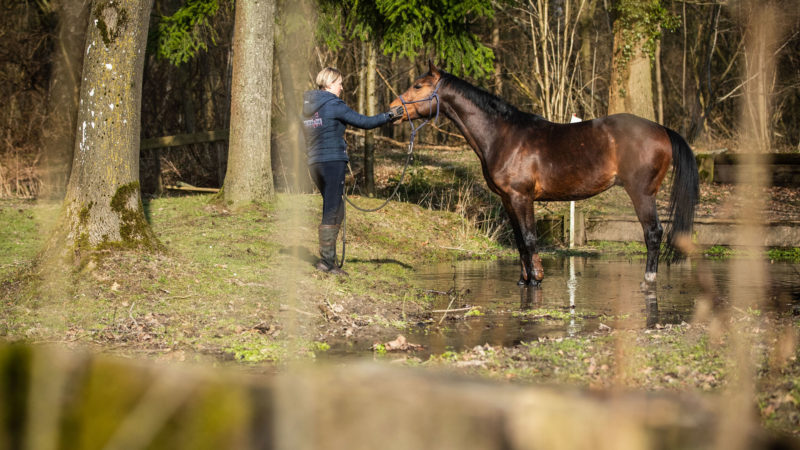 Initier son cheval au cross grâce au travail à pied