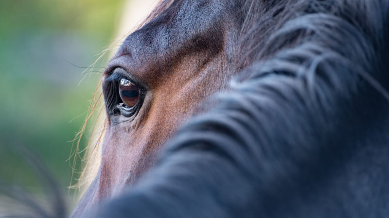 Il sera désormais plus difficile d’exclure son cheval de la chaîne alimentaire