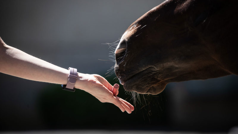 Friandises : comment faire plaisir à son cheval sans danger ?