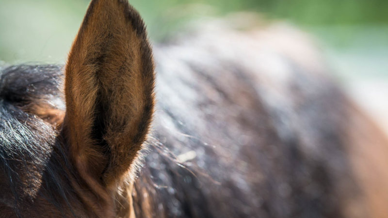 La musique, un outil efficace pour diminuer le stress chez le cheval ?