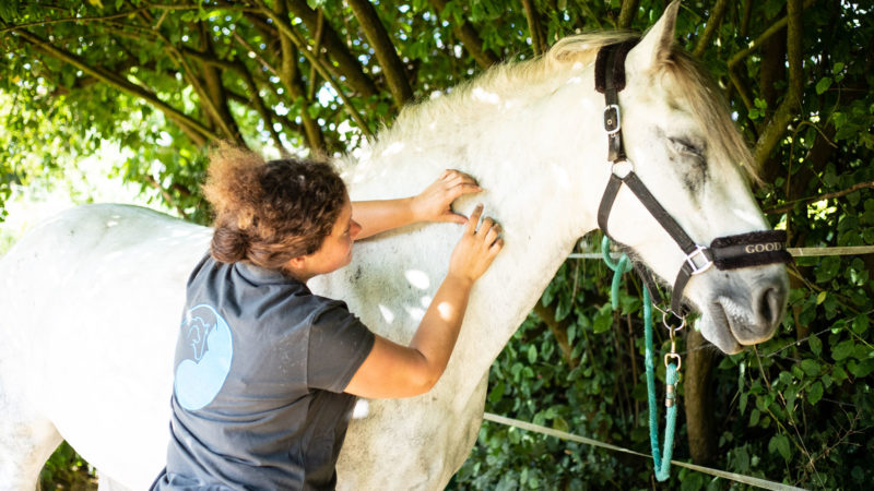 Shiatsu : quels bienfaits pour le cheval ?