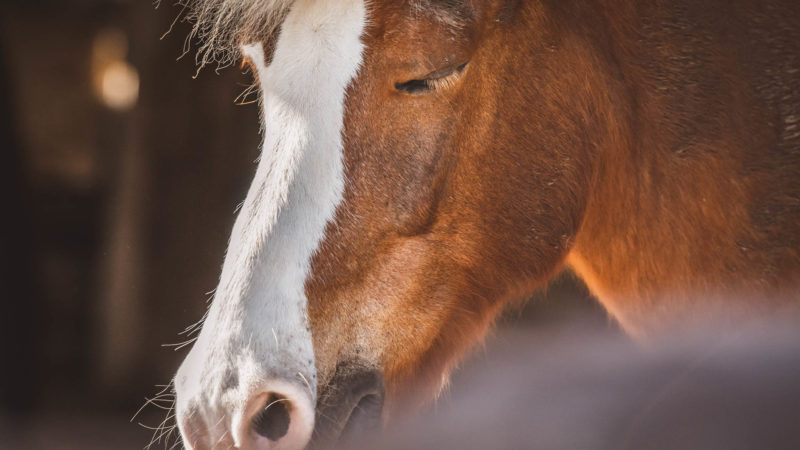 Le sommeil du cheval, une composante fondamentale du bien-être