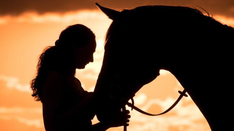 Une étude dévoile la façon dont les chevaux attribuent une réputation aux humains