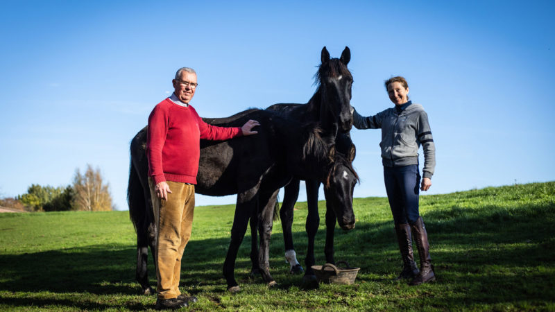 Elevage du Jade : des chevaux de dressage qui allient modernité et performances