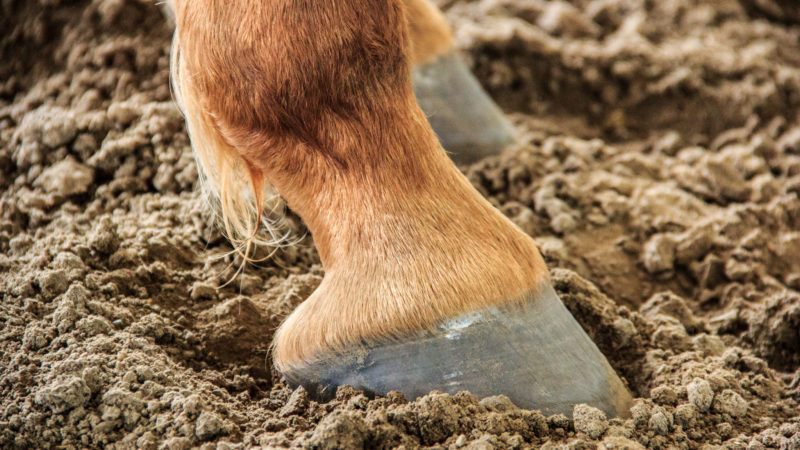 Les gestes indispensables pour maintenir les pieds de son cheval en bonne santé