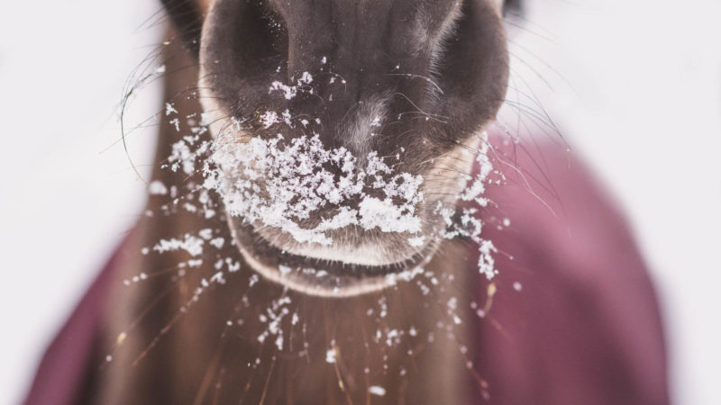 Hiver : 5 choses à savoir sur le cheval et le froid
