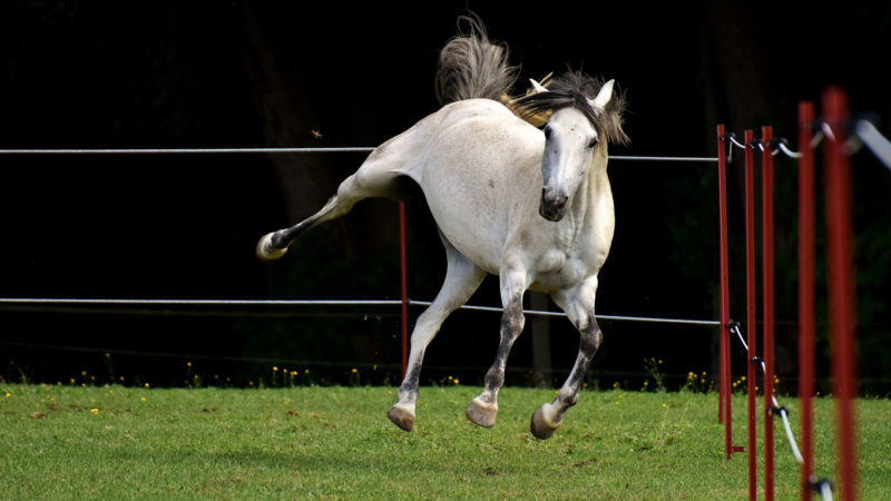 Comment adapter son travail à la personnalité de son cheval ?