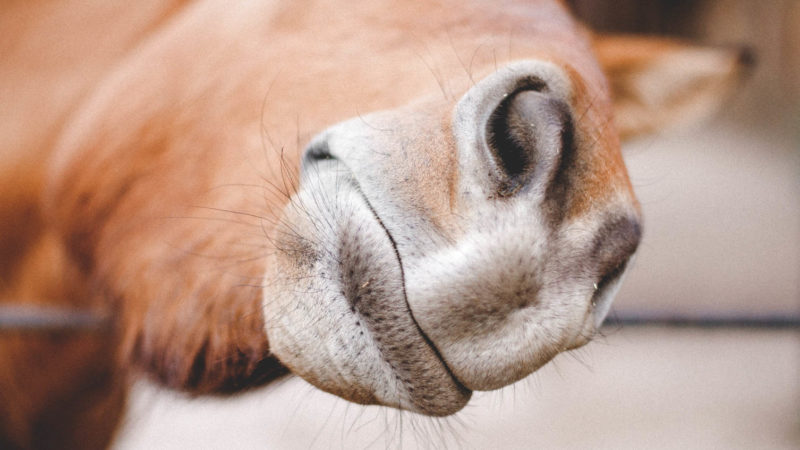 L’odorat du cheval, un sens à utiliser davantage ?