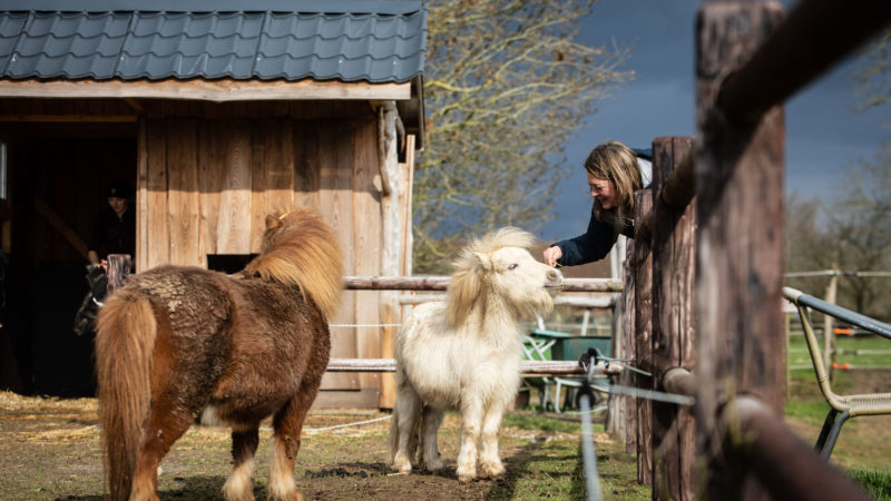 Equi Rêve, bien plus que du sauvetage d’équidés