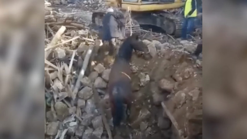 Turquie : un cheval sauvé des décombres 3 semaines après le séisme ? (vidéo)