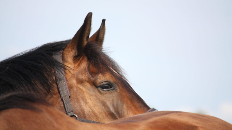 Évènement : une soirée dédiée au bien-être du cheval de sport